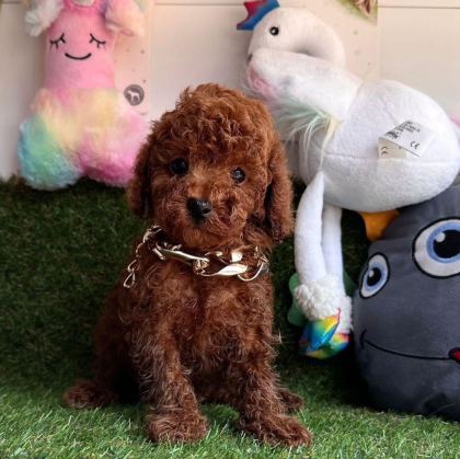 SEVİMLİ TOY POODLE YAVRULARIMIZ