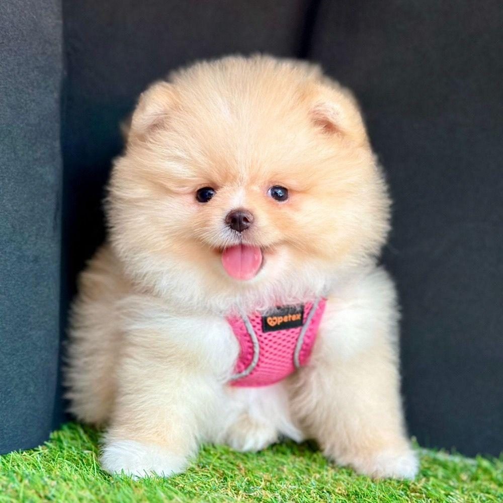 SEVİMLİ POMERANİAN BOO YAVRULARIMIZ