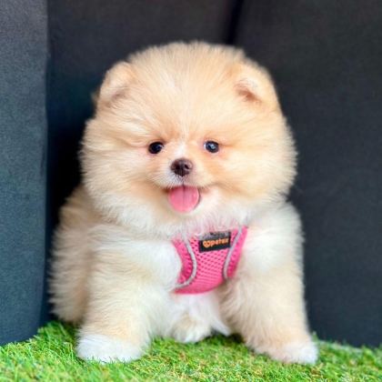 SEVİMLİ POMERANİAN BOO YAVRULARIMIZ