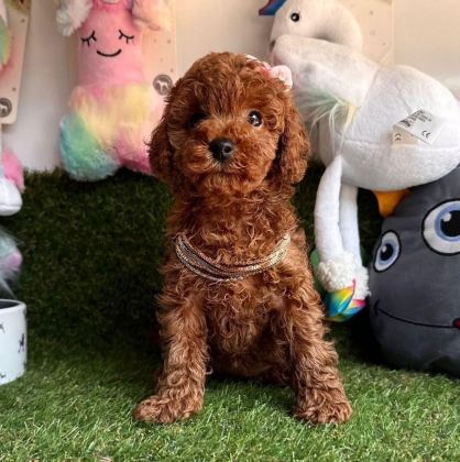 SEVİMLİ TOY POODLE YAVRULARIMIZ
