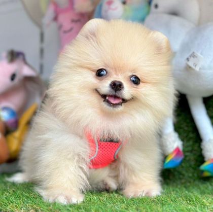 SEVİMLİ POMERANİAN BOO YAVRULARIMIZ