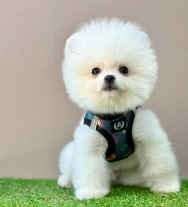 SEVİMLİ POMERANİAN BOO YAVRULARIMIZ