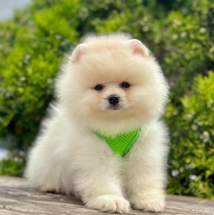 SEVİMLİ POMERANİAN BOO YAVRULARIMIZ