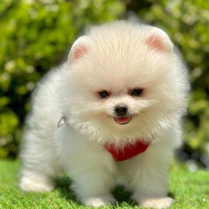 SEVİMLİ POMERANİAN BOO YAVRULARIMIZ
