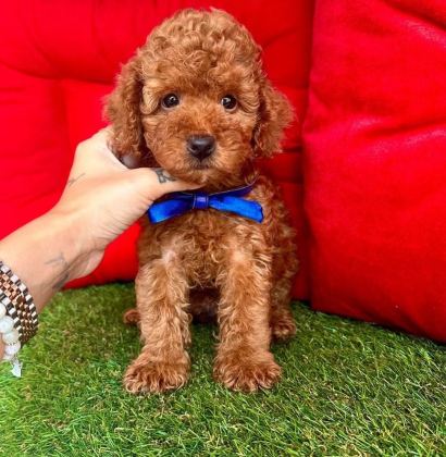 SAFKAN TOY POODLE BEBEKLER