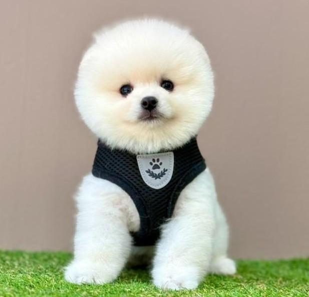 SEVİMLİ POMERANİAN BOO YAVRULARIMIZ