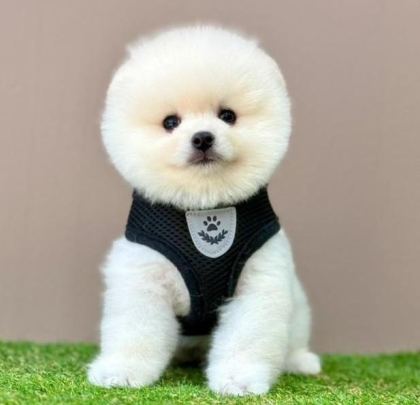 SEVİMLİ POMERANİAN BOO YAVRULARIMIZ