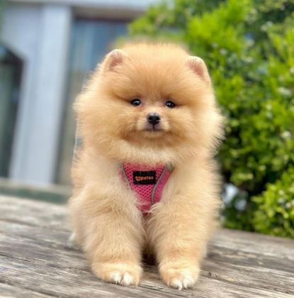 SEVİMLİ POMERANİAN BOO YAVRULARIMIZ