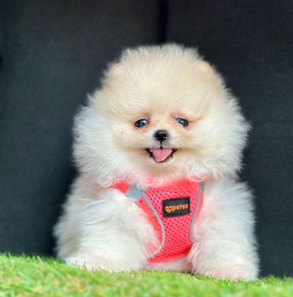SEVİMLİ POMERANİAN BOO YAVRULARIMIZ