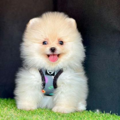 SEVİMLİ POMERANİAN BOO YAVRULARIMIZ