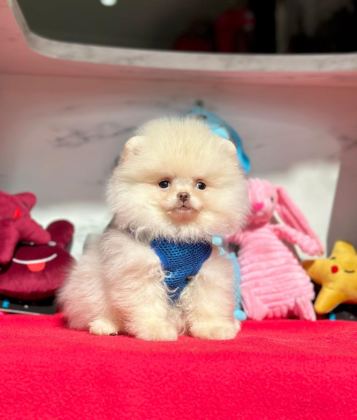 SEVİMLİ POMERANİAN BOO YAVRULARIMIZ