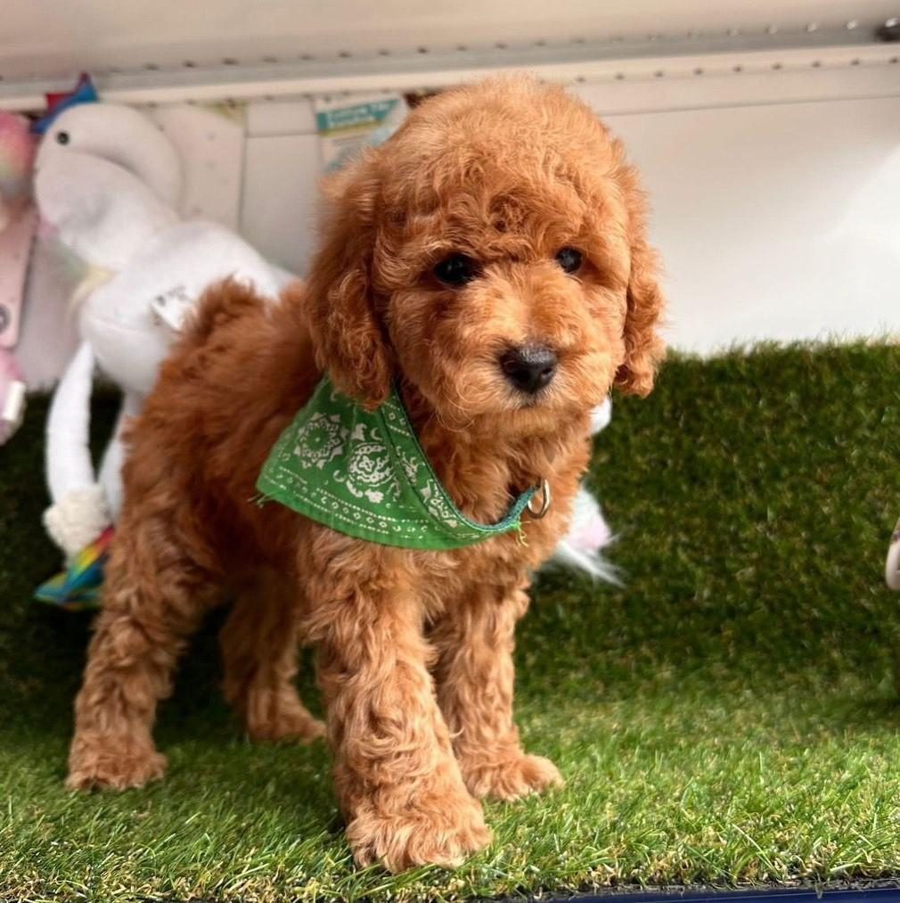 SEVİMLİ TOY POODLE YAVRULARIMIZ