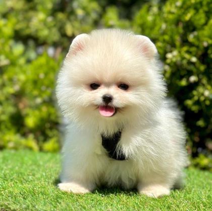 SEVİMLİ POMERANİAN BOO YAVRULARIMIZ