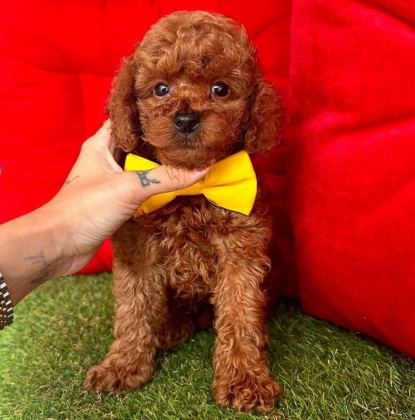 SAFKAN TOY POODLE BEBEKLER