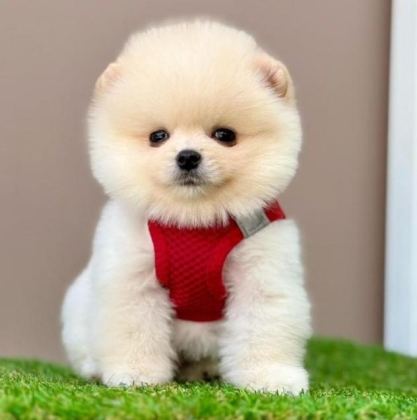 SEVİMLİ POMERANİAN BOO YAVRULARIMIZ