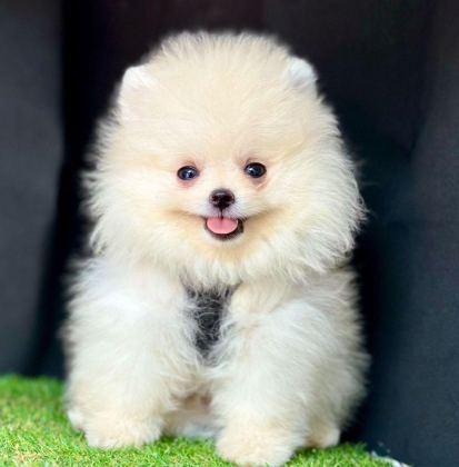 SEVİMLİ POMERANİAN BOO YAVRULARIMIZ