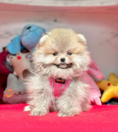 SEVİMLİ POMERANİAN BOO YAVRULARIMIZ