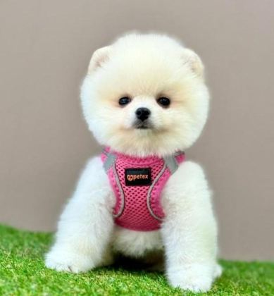 SEVİMLİ POMERANİAN BOO YAVRULARIMIZ