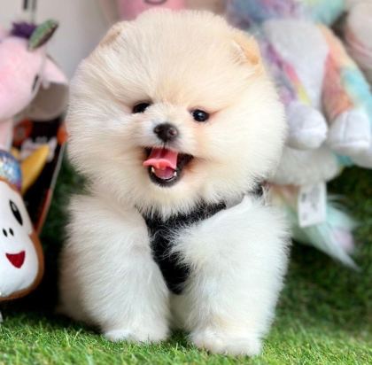 SEVİMLİ POMERANİAN BOO YAVRULARIMIZ