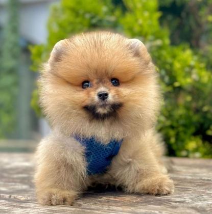 SEVİMLİ POMERANİAN BOO YAVRULARIMIZ