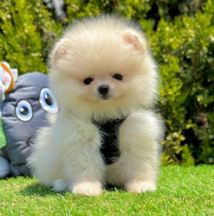SAFKAN POMERANİAN BOO BEBEKLER