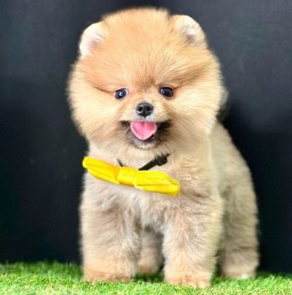 SAFKAN POMERANİAN BOO BEBEKLER