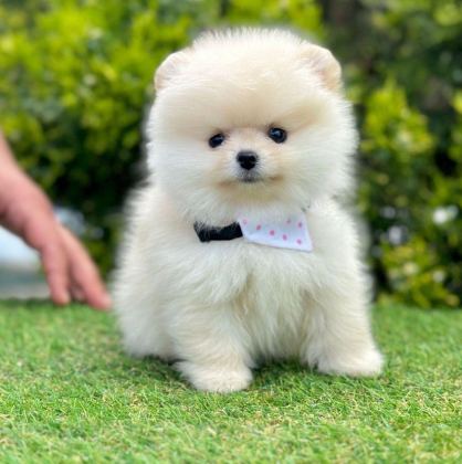 SAFKAN POMERANİAN BOO BEBEKLER