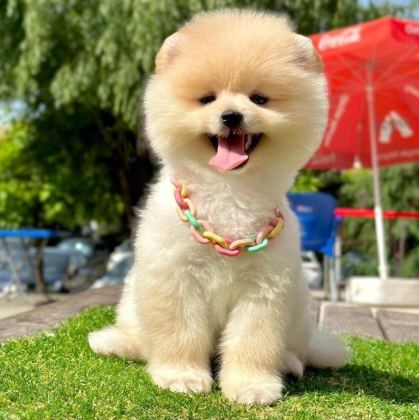 SAFKAN POMERANİAN BOO BEBEKLER