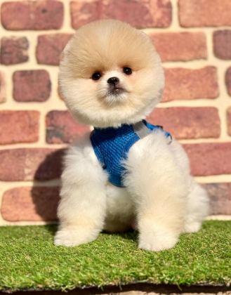 SAFKAN POMERANİAN BOO BEBEKLER