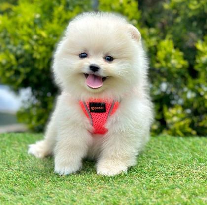SAFKAN POMERANİAN BOO BEBEKLER