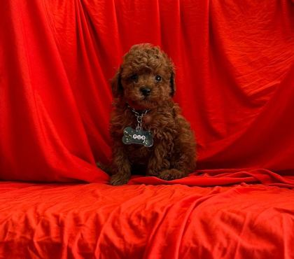 SAFKAN TOY POODLE BEBEKLER