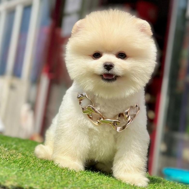 SAFKAN POMERANİAN BOO BEBEKLER