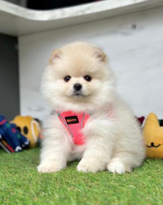 SAFKAN POMERANİAN BOO BEBEKLER