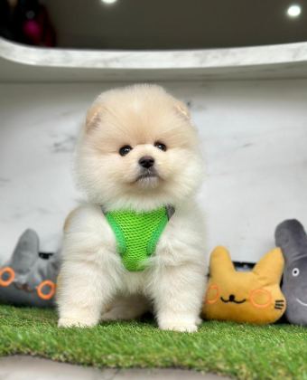SAFKAN POMERANİAN BOO BEBEKLER