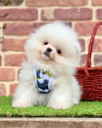 SAFKAN POMERANİAN BOO BEBEKLER