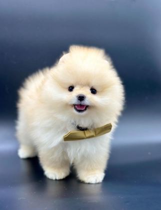 SAFKAN POMERANİAN BOO BEBEKLER
