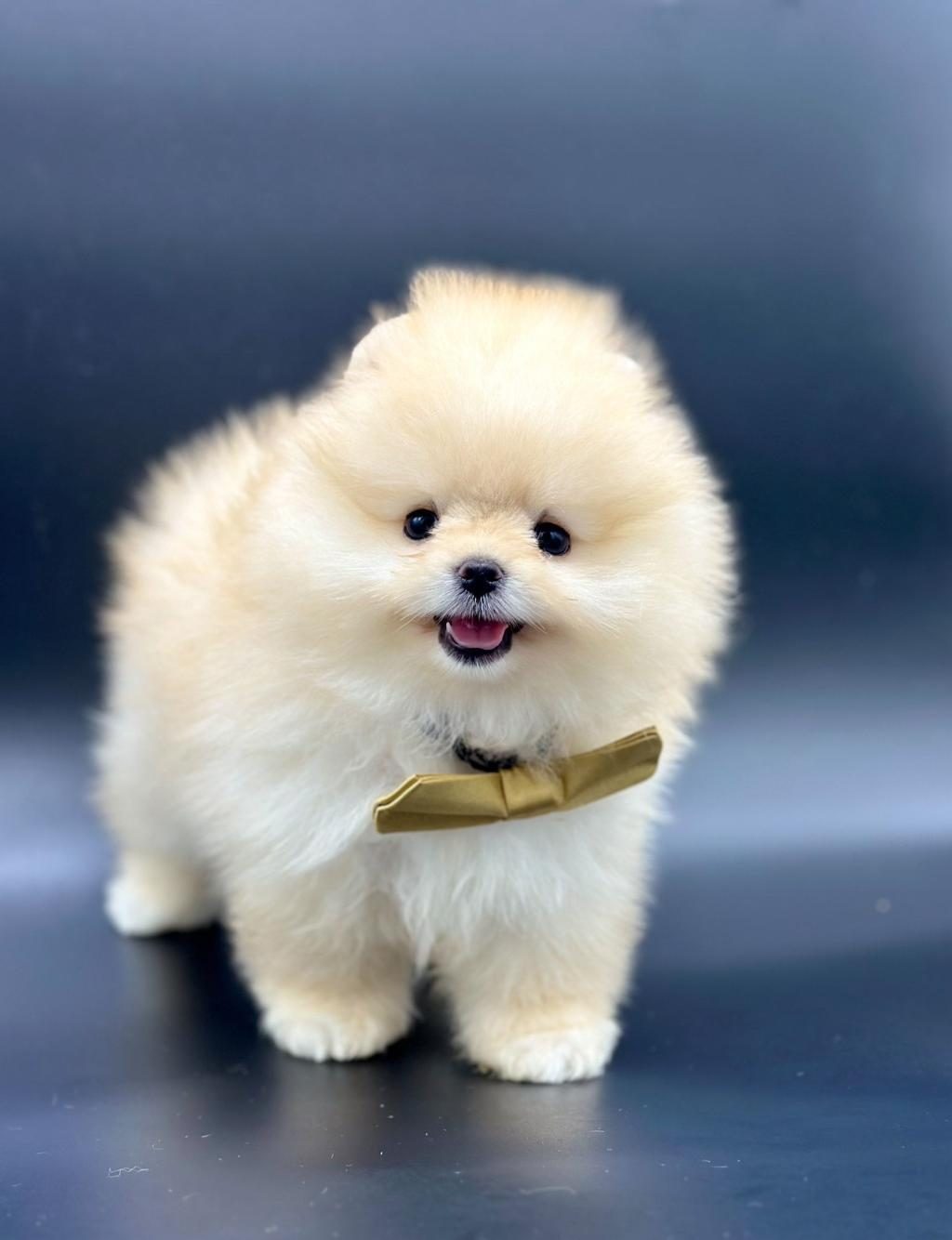 SAFKAN POMERANİAN BOO BEBEKLER