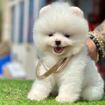 SAFKAN POMERANİAN BOO BEBEKLER