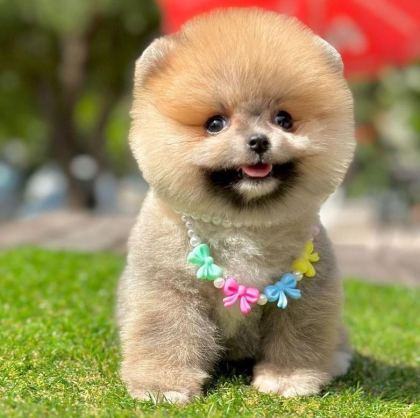 SAFKAN POMERANİAN BOO BEBEKLER