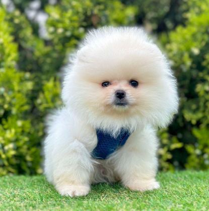 SAFKAN POMERANİAN BOO BEBEKLER