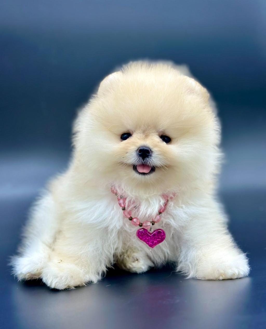 SAFKAN POMERANİAN BOO BEBEKLER