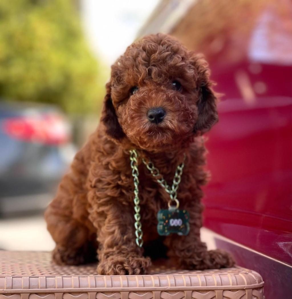 SAFKAN TOY POODLE BEBEKLER