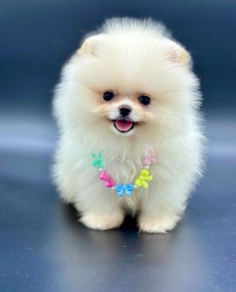 SAFKAN POMERANİAN BOO BEBEKLER