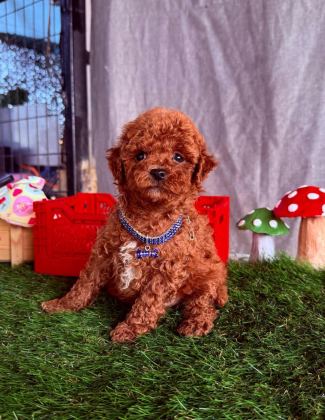 SAFKAN TOY POODLE BEBEKLER