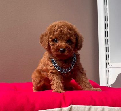 SAFKAN TOY POODLE BEBEKLER