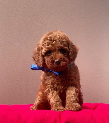 SAFKAN TOY POODLE BEBEKLER