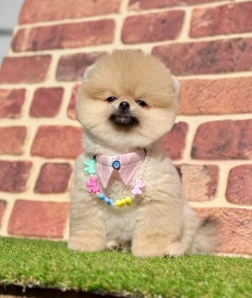 SAFKAN POMERANİAN BOO BEBEKLER