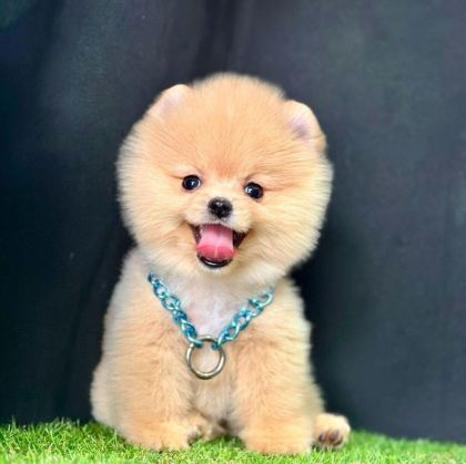 SAFKAN POMERANİAN BOO BEBEKLER