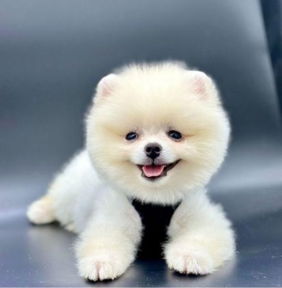 SAFKAN POMERANİAN BOO BEBEKLER