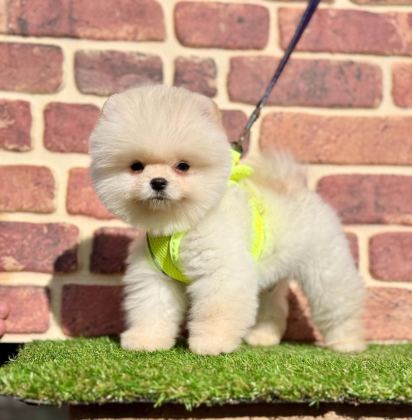 SAFKAN POMERANİAN BOO BEBEKLER